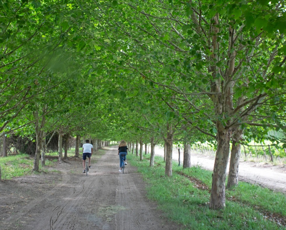 Bike through Vineyards Mendoza